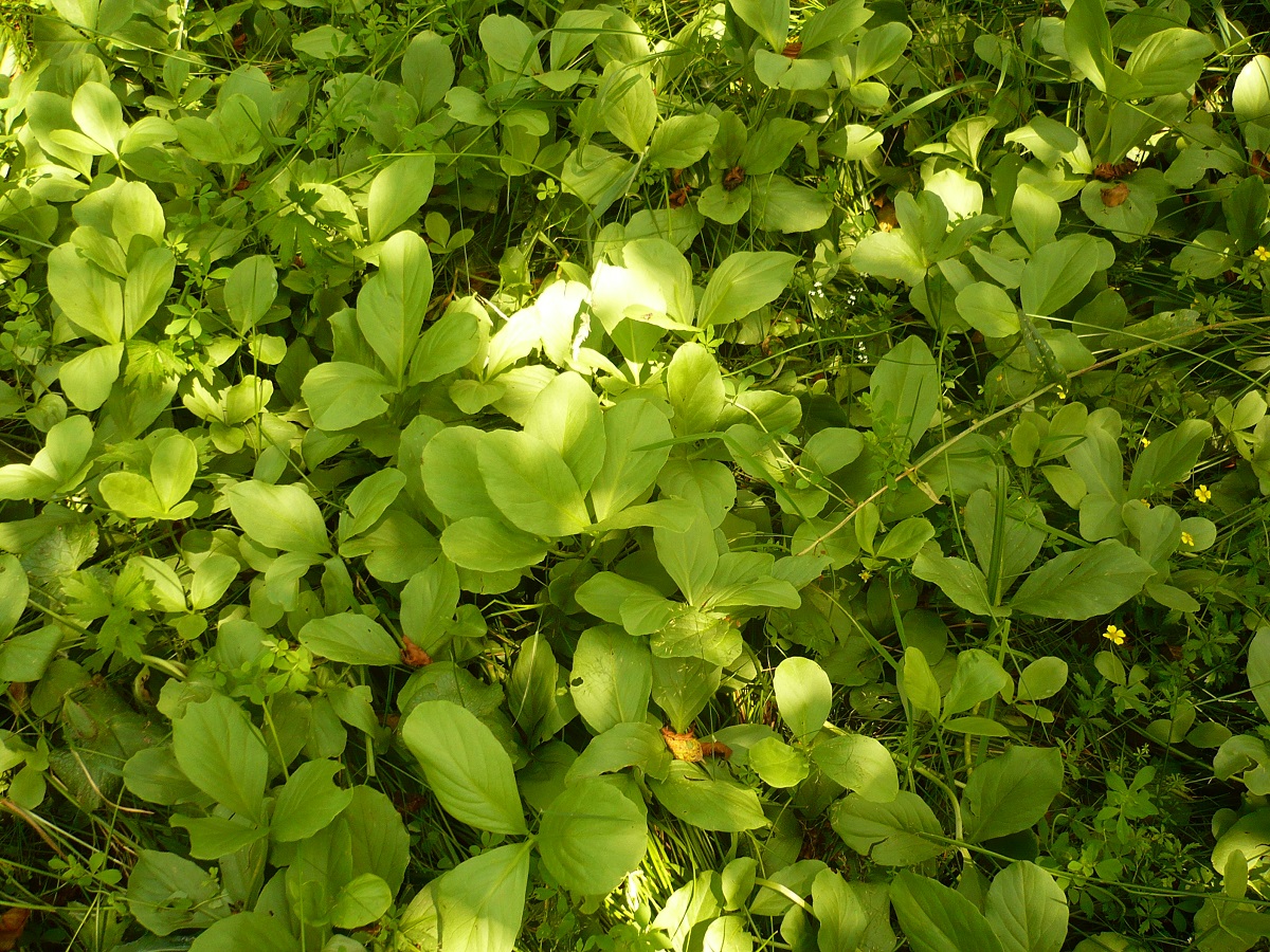 Menyanthes trifoliata (Menyanthaceae)